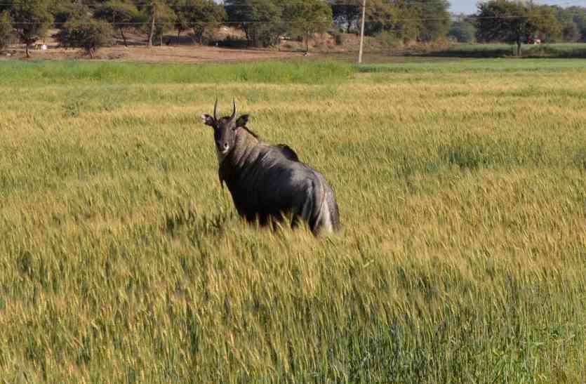 neelgai file photo झारखंड के पलामू प्रमंडल में नीलगायों के उत्पात से किसान त्रस्त