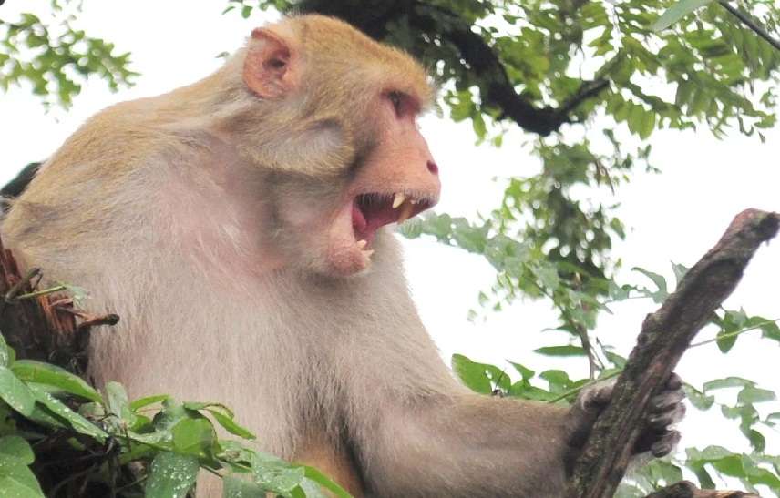 Monkey Attacking Humans - rajasthan News Monkey Attacking Humans - rajasthan News