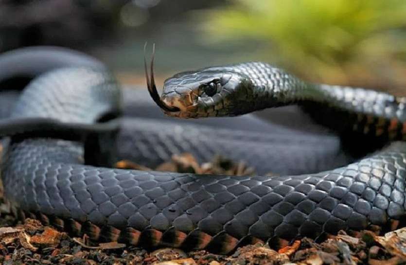 Snake मुंबईः कोर्ट में बैठे जज को सांप ने डसा, मची अफरातफरी