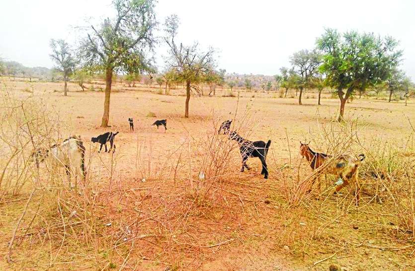 Rainfall in 20 percent of the villages but insufficient आषाढ़ में घटाएं छाई, बरसी नहीं, सावन में नजर नहीं आ रहे बदरा