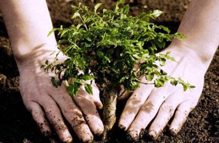 plantation यह मुहिम रोक सकती है पर्यावरण का बिगड़ा संतुलन