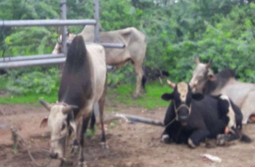 patrika चारे-पानी के लिए तरस रहा गोवंश, गोशाला ने खींचे हाथ, राजीव गांधी गोशाला का मामला