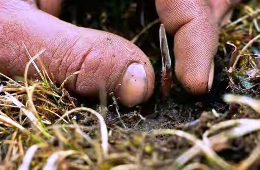 Yarsagumba दुनिया में सबसे महंगी है ये घास, जिससे होता है कैंसर का इलाज