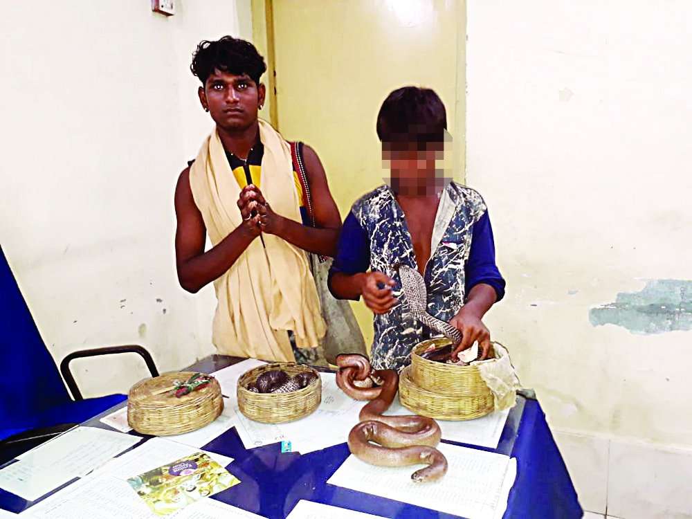 Two Sand Boa Snake Seized By Rpf In Satna मध यप रद श म पकड द र लभ द म ह व ल स प अरब द श म इनक क फ ड म ड Patrika News