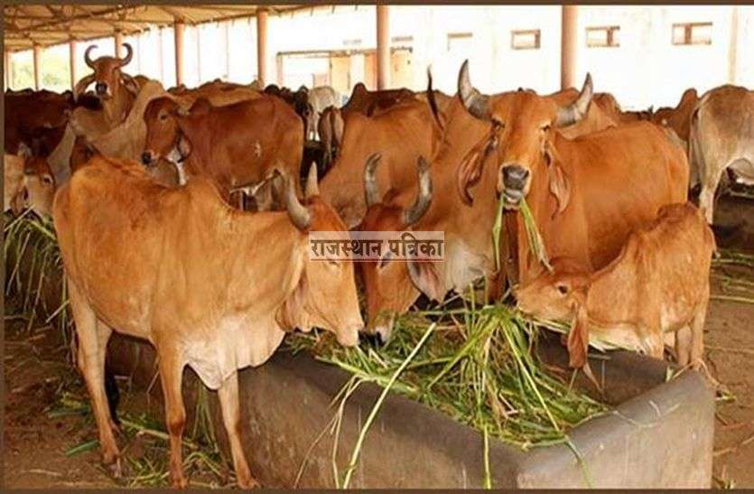 patrika अभयारण्य में कैसे झगड़े का कारण बनी गौ, अब सुसनेर भेजी जाएगी