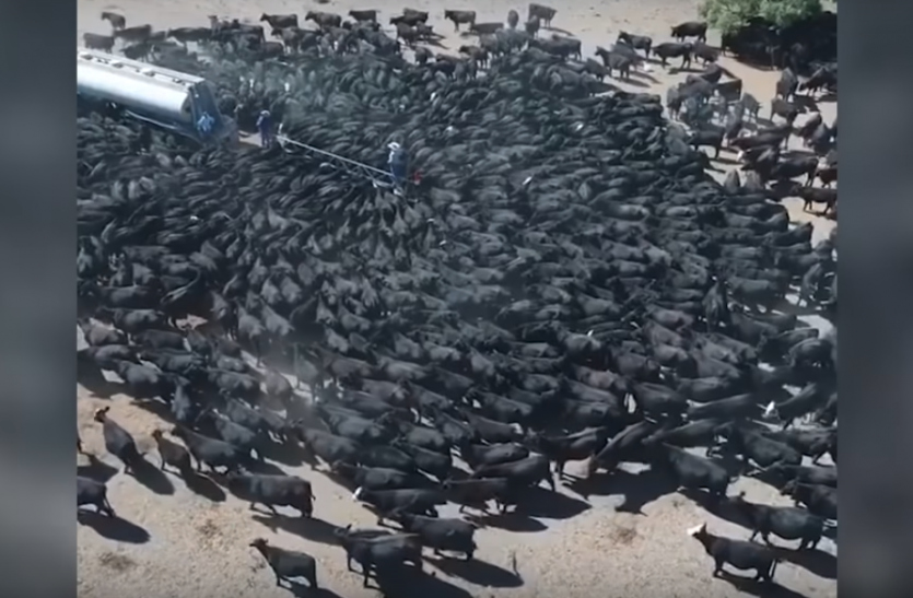 cow पानी की एक-एक बूंद के लिए तरस रही थी 1300 गायें, टैंकर आया तो देखिए कैसा था नज़ारा