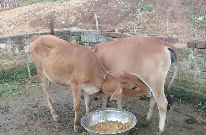 Animal death due to Hemorrhagic Septicemia मवेशियों में फैला गलघोंटू रोग, संक्रमण से दो दर्जन की मौत