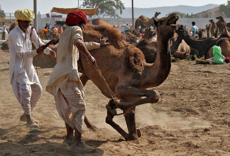 animal census बताइए आपके पास हैं कितने पशु, यह जानने के लिए घर आएगी टीम