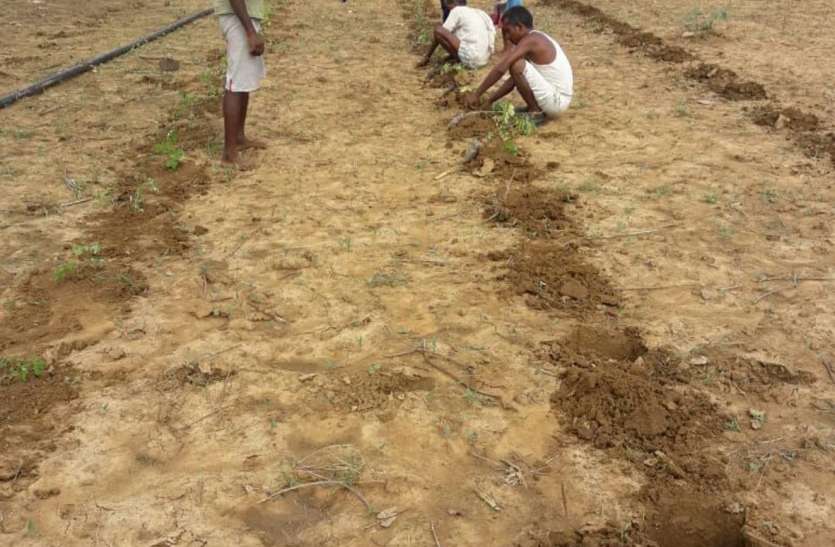 Kadthotiya farmers made modern farming their identity, going to big cities Munaga कठौतिया के किसानों ने आधुनिक खेती करके बनाई अपनी पहचान, बड़े शहरो में जा रहा मुनगा