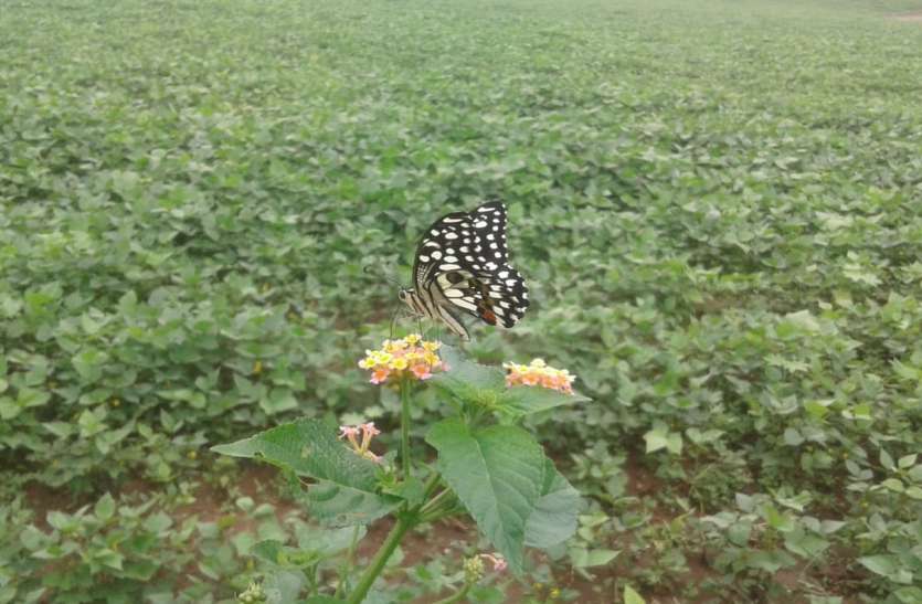 Caterpillar larvae will become trouble if you lay eggs on crop leaves खेतों पर बहुतायत उड़ रही तितलियां, असमंजस में किसान