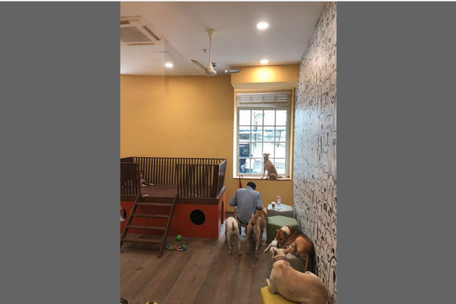 dog