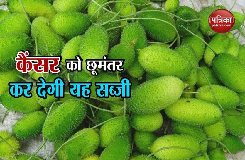 Kantola मात्र 150 रुपए किलो मिलती है यह सब्जी, कैंसर जैसी बीमारियों को पलभर में कर देगी छूमंतर