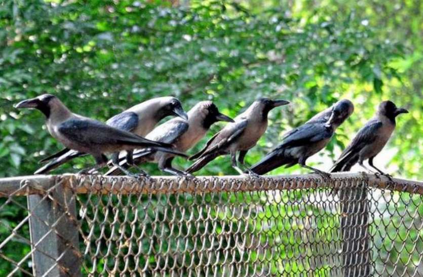 crow फ्रांस के पार्क को साफ रख रहे हैं छह कौवे, गंदगी न फैलाने की दे रहे सीख