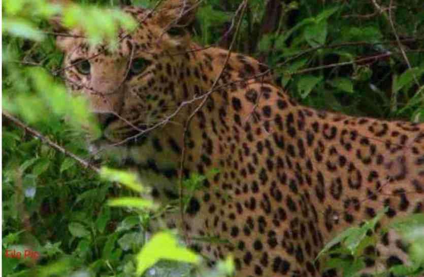 Panther in fields in bhilwara खेतों में पैंथर देख ग्रामीणों के उड़े होश, ग्रामीणों में दहशत, वन विभाग की टीम तैनात