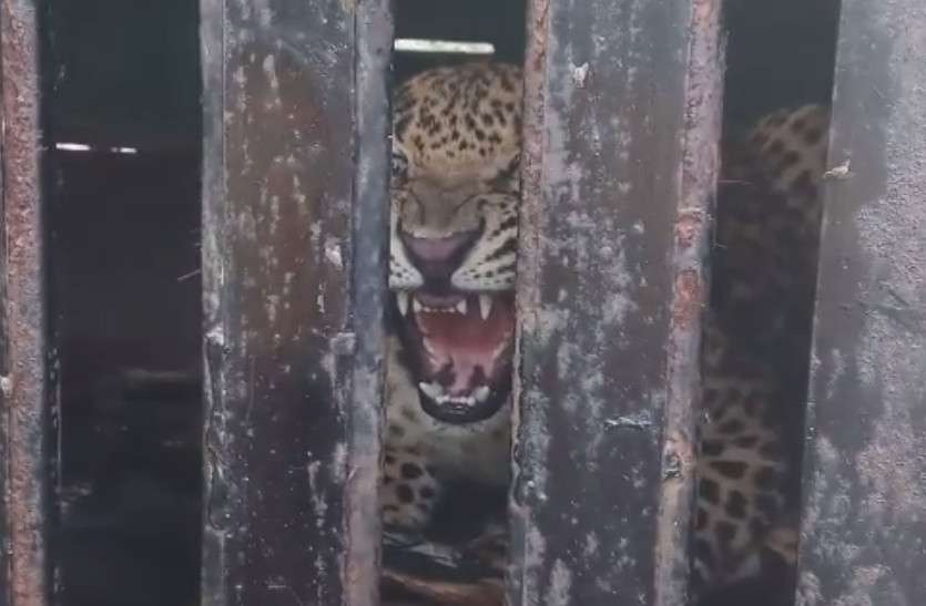 one more panther rescued from Sawai Madhopur residential area राजस्थान के इस रिहायशी इलाके में पैंथर का आतंक, अब तक 9 पिंजरे में... लेकिन खतरा बरकरार