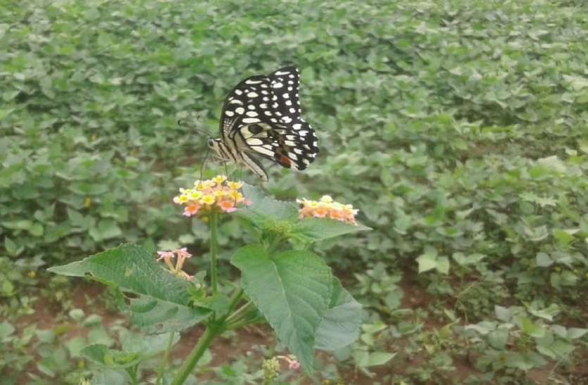 amazing story of the outbreak of butterflies on crops खेतों पर मंडरा रहे तितलियों के अजीब झुंड, कांप उठे किसान, देखें लाइव वीडियो