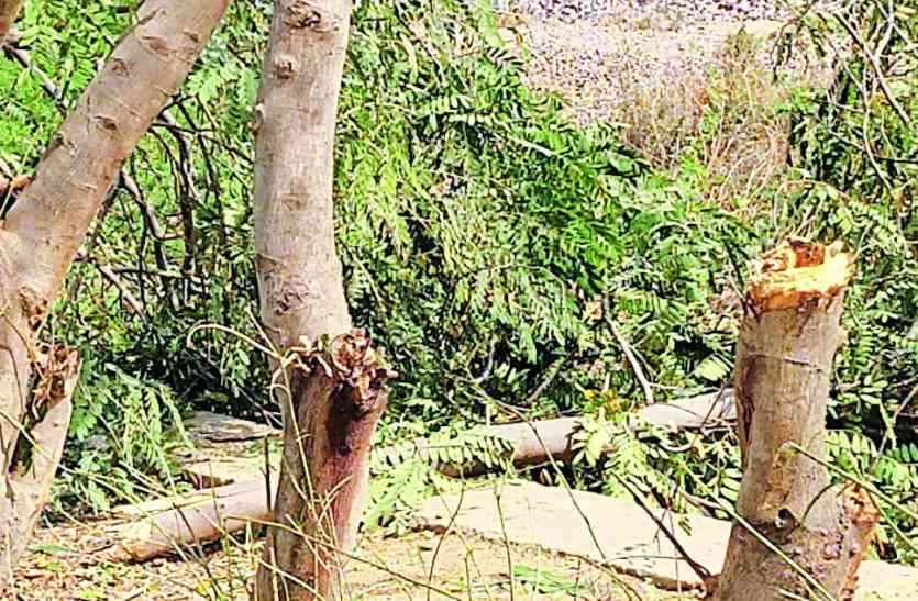 No Plantation In Return Of Thousand Trees Cutting In Alwar पांच गुना पौधे लगाने का प्रावधान, अलवर में कट रहे हजारों पेड़, लेकिन नहीं लगा एक भी पौधा