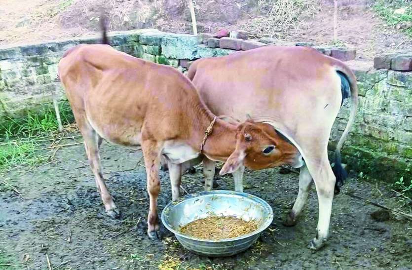 gau samvardhan yojana in singrauli madhya pradesh गौ-संवर्धन योजना: हितग्राहियों के हित में बैंकों का 'अड़ंगा', आवेदन देने के बाद भी बैंक से नहीं मिल रही राशि