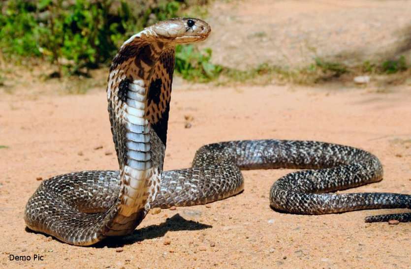 snake एक सांप बना मुसीबत, 21 गांवों के लोगों को किया बेहाल, जानिए पूरा मामला!