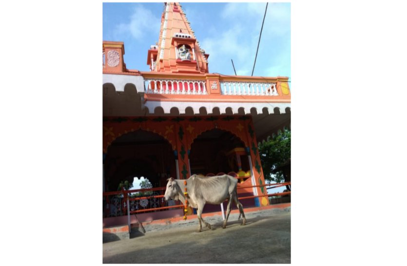 patrika आखिर ये गाय क्यों कर रही मंदिर की परिक्रमा
