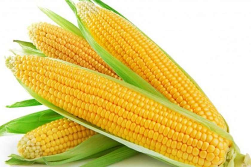 corn corn