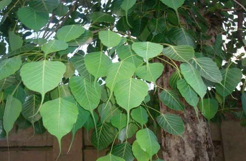 leaves leaves