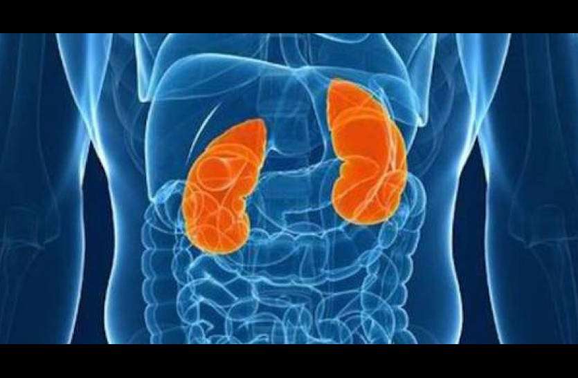 kidney treatment kidney disease के उपचार में उचित आहार व हर्बल फार्मूले कारगर