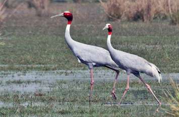Delhi: Migrant colored cranes placed in the zoo, Center of attraction दिल्ली: चिड़ियाघर में लगा प्रवासी रंगीन सारसों का तांता, दर्शकों के लिए बना आकर्षण का केंद्र