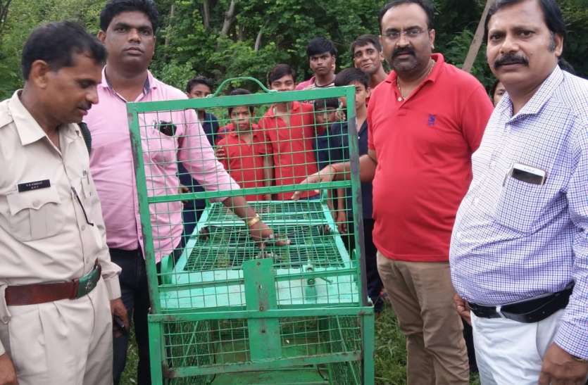 Panna Tiger Reserve Enhanced Navodaya security Leopard पन्ना टाइगर रिजर्व से लाए ट्रैप, दोगुना बढ़ाई नवोदय स्कूल की सुरक्षा, वन्य जीव मिलने का मामला