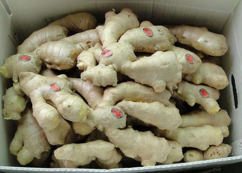 ginger ginger