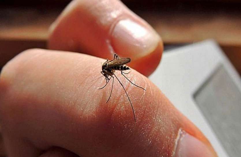 dengue latest news