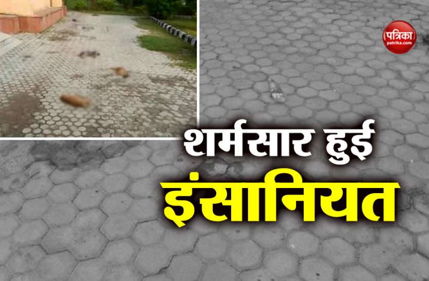 दिल्ली: इंसानियत हुई शर्मसार, अज्ञात शख्स ने डॉग के 7 बच्चों की निर्ममता से की हत्या दिल्ली: इंसानियत हुई शर्मसार, अज्ञात शख्स ने डॉग के 7 बच्चों की निर्ममता से की हत्या