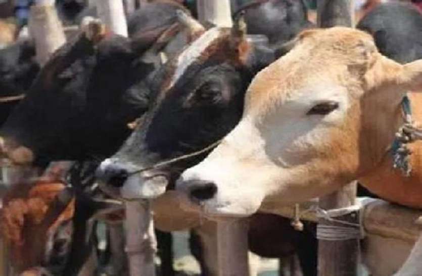 cattle यूपी के जौनपुर में मुसलमानों ने 17 गोवंश की कुर्बानी होने से बचाया