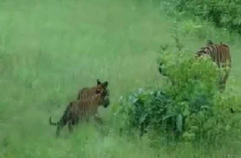 Panna Tiger Reserve Number of tigers 40 पन्ना टाइगर रिजर्व में 40 के पार हुई बाघों की संख्या, बढ़ेगा पर्यटन का दौर