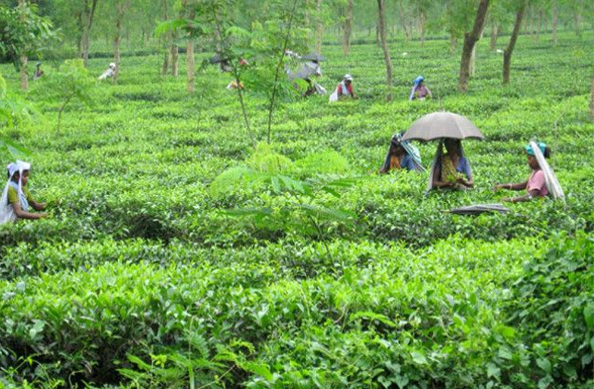 tea इतने मंहगे दाम पर बिकी