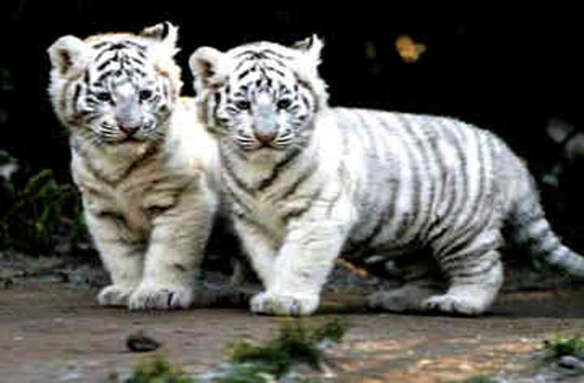 Maitri Garden Zoo White Tiger In Bhilai इ तज र क घड य खत म द वक और द वल क द ए न म रक ष और आज द क न म स पहच न ज ए ग ब ब श र र ग ल ई पत र क क