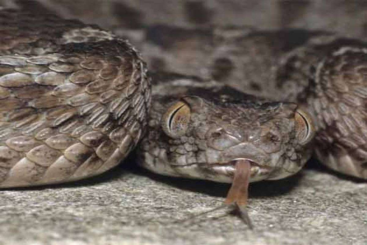 snake
