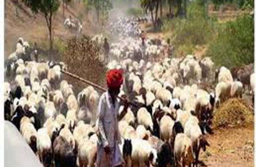2 माह से भेड़पालकों नहीं मिल रहा राशन का गेंहू 2 माह से भेड़पालकों नहीं मिल रहा राशन का गेंहू