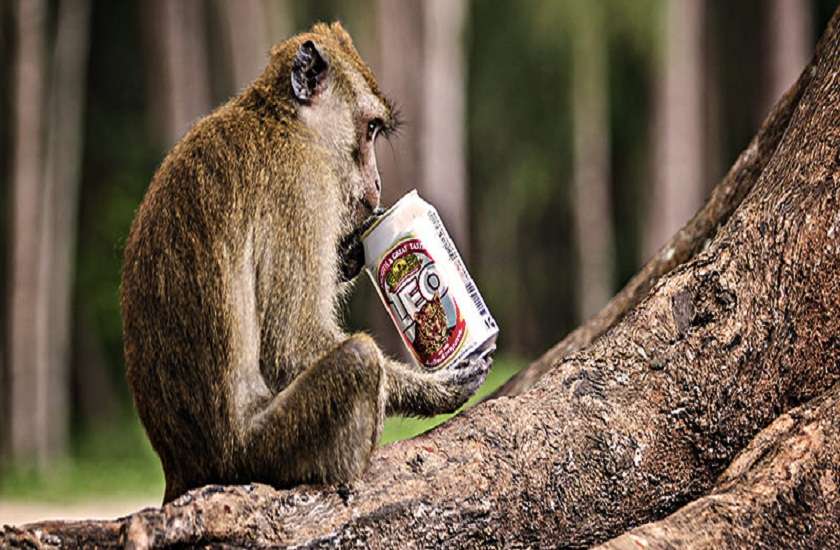 khabis baba temple in up where monkeys drink alcohol