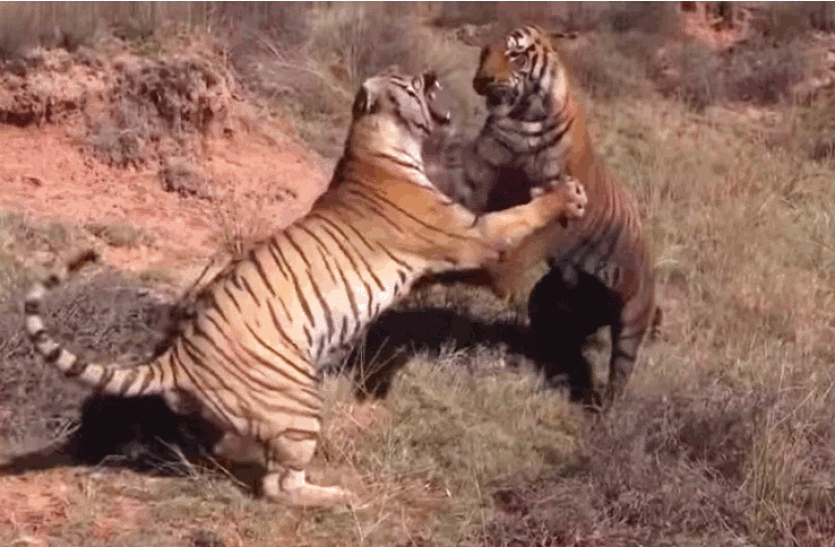 tiger videos इस सफारी में करीब से दिख सकेंगे टाइगर, फंसा है ये पेंच