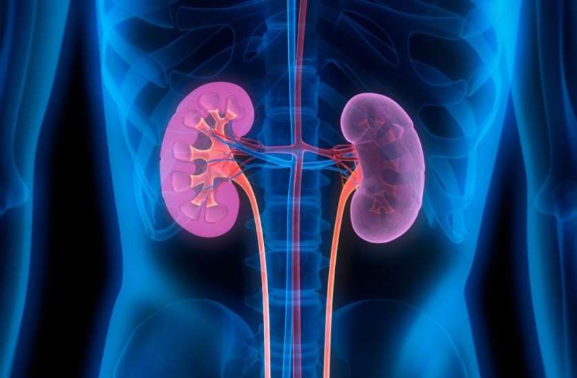Kidney Awareness Week ध्यान रखेंगे तो स्वस्थ रहेगी किडनी
