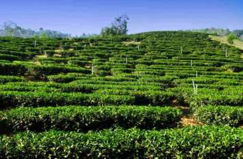 assam tea assam tea