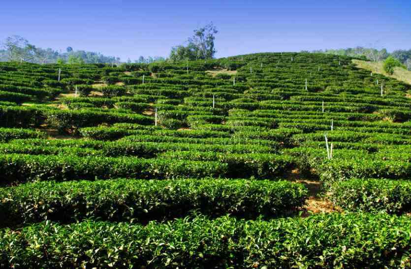 assam tea असम की चाय की ब्रांडिग के लिए नियुक्त होगा ब्रांड एंबेसेडर,इन मशहूर हस्तियों के नाम आ रहे हैं सामने