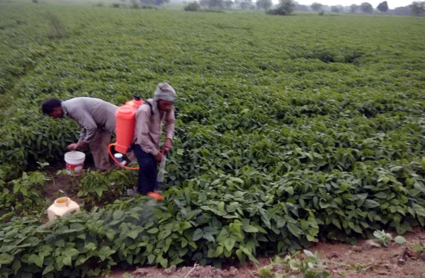 fasal बारिश से गलने लगी फसल, गिरने लगे घर