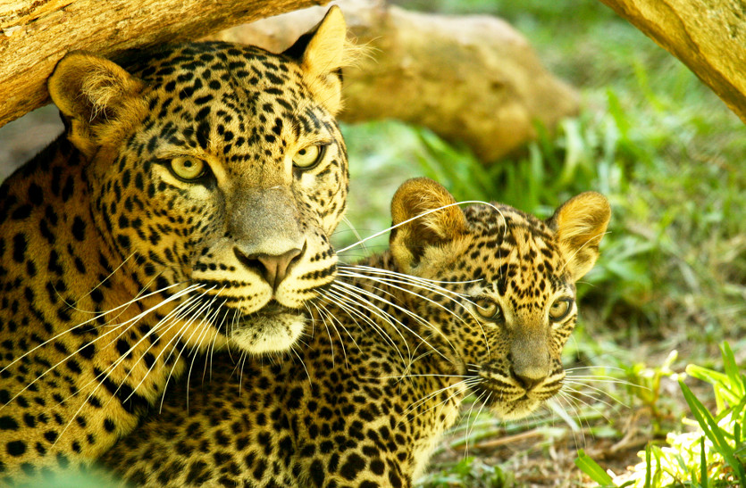 leopard इस कारण जबलपुर शहर में आ रहा है तेंदुआ