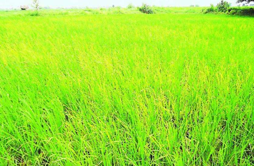 meerut वेस्ट यूपी के इस कृषि विश्वविद्यालय के वैज्ञानिकों को हासिल हुर्इ बड़ी उपलब्धि, छात्रों को मिलेगा बहुत लाभ