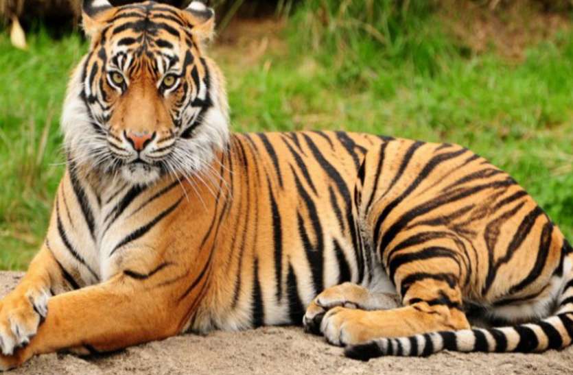 tiger बांधवगढ़ की आदमखोर बाघिन को वापस करेगी उड़ीसा सरकार