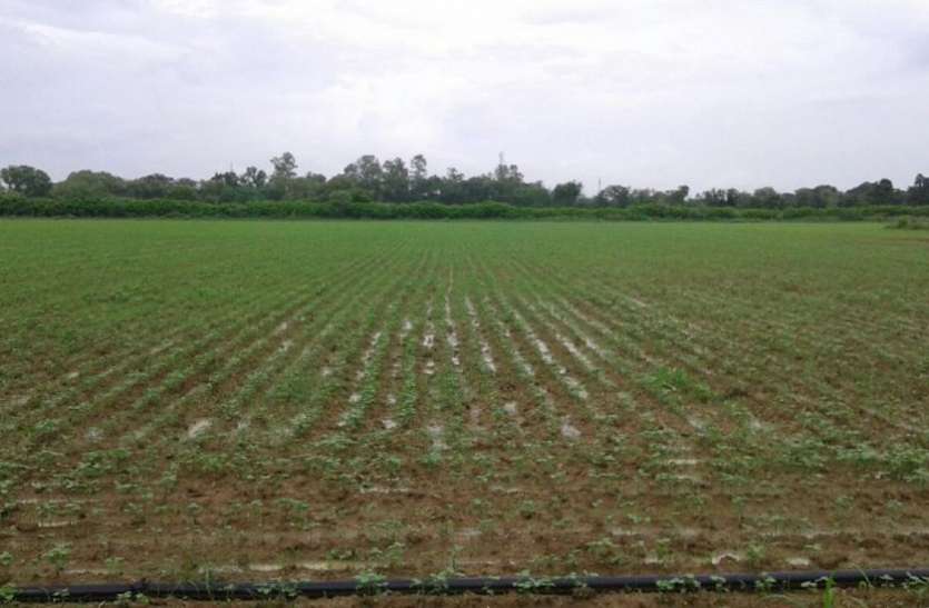 farmer cannot crop sowing due to rains in Rewa मौसम की बेरुखी, किसानों पर बरपा कहर, एमपी के इस जिले में बुरे हैं हालात