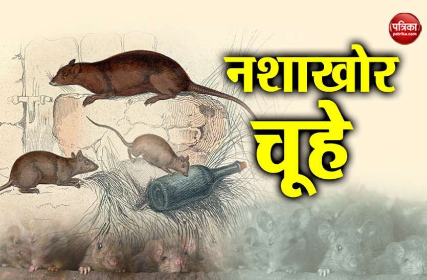 सुप्रीम कोर्ट में दिल्ली पुलिस की अजीब दलील, चूहे खा जाते हैं जब्त ड्रग्स सुप्रीम कोर्ट में दिल्ली पुलिस की अजीब दलील, चूहे खा जाते हैं जब्त ड्रग्स