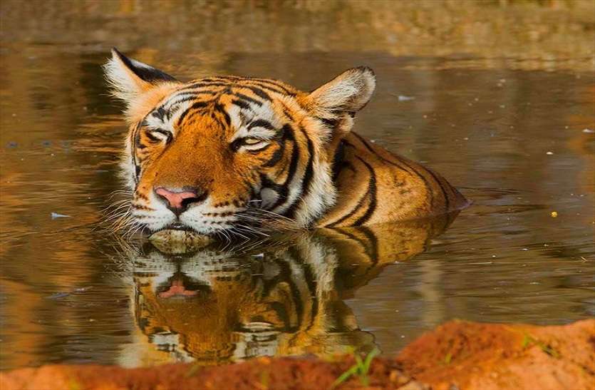 news टी—1 बाघिन को बचाने सुप्रीम कोर्ट में हो रही दया याचिका पर सुनवाई